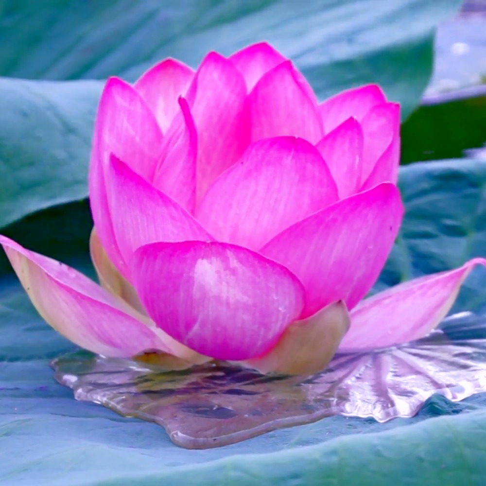 Meet your Posher, Shari 🌸 - Picture 2 of 5